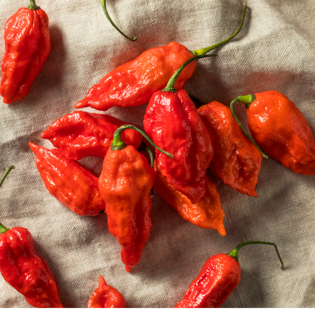 bhut jolokia chilli (ghost pepper)