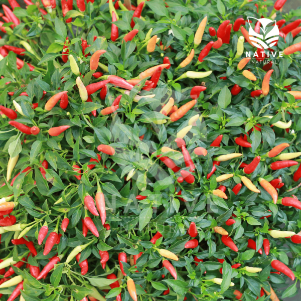 kanthari_chilli_native_of_natural