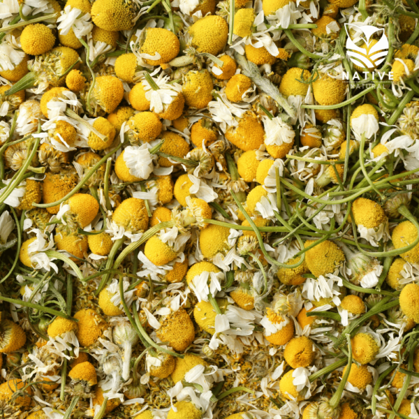 chamomile_flower_native_of_natural