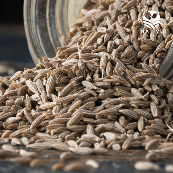 cumin_seeds_native_of_natural