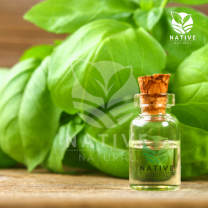 Basil_Essential_Oil_Sweet_native_of_natural