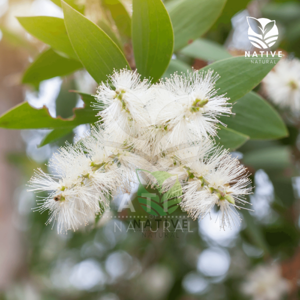 Cajeput_Essential_Oil_Native_of_Natural
