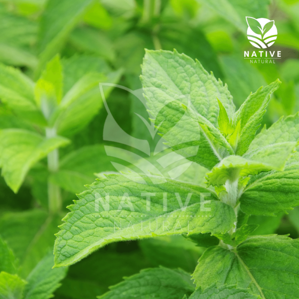 Mentha_Citrata_Essential_oil_native_of_natural