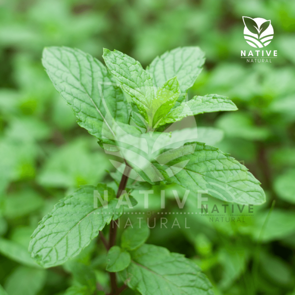 Mentha_Citrata_Essential_oil_native_of_natural