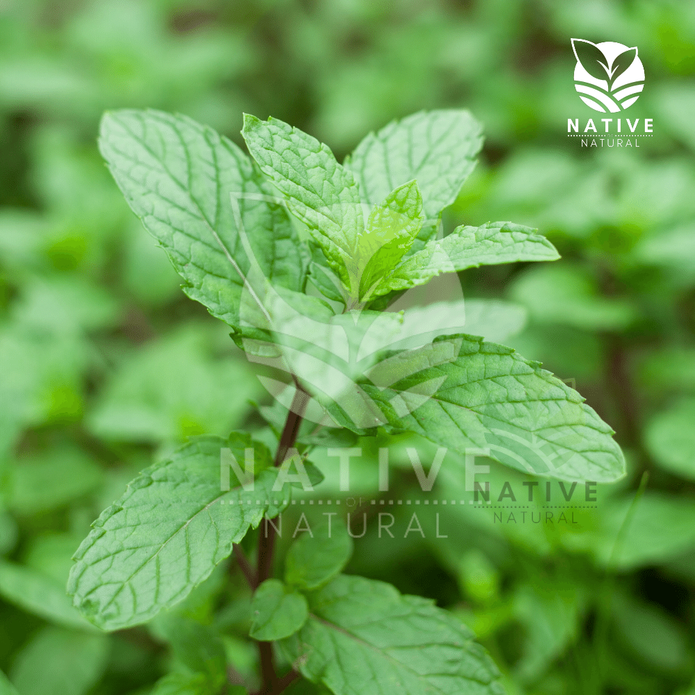 Mentha Citrata Essential Oil - Native of Natural