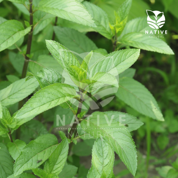 Mentha_Essential_Oil_native_of_natural