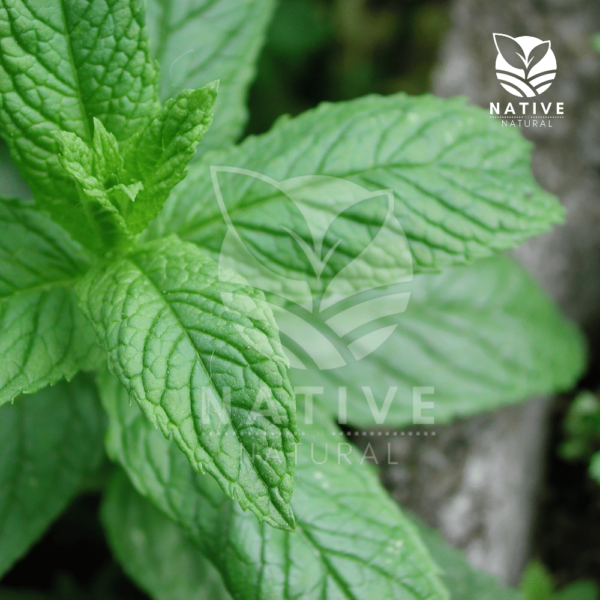 Mentha_Essential_Oil_native_of_natural