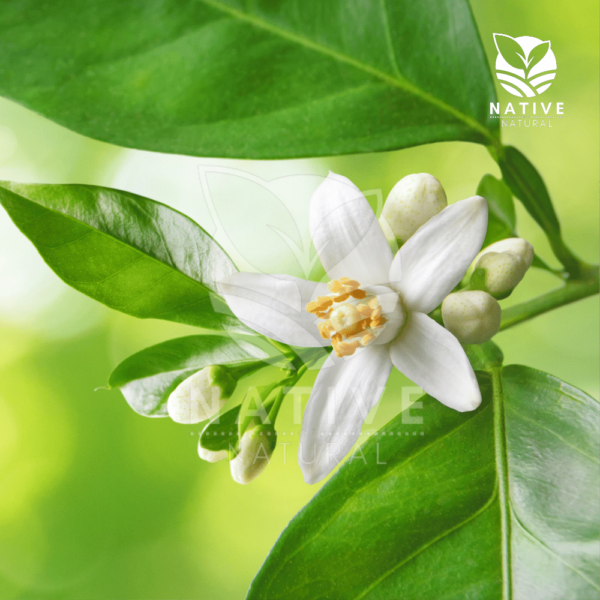 Neroli_essential_oil_native_of_natural