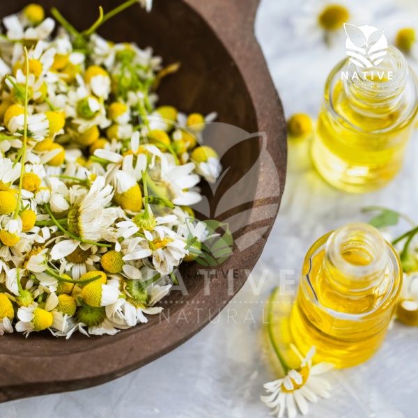 chamomile_essential_oil_native_of_natural