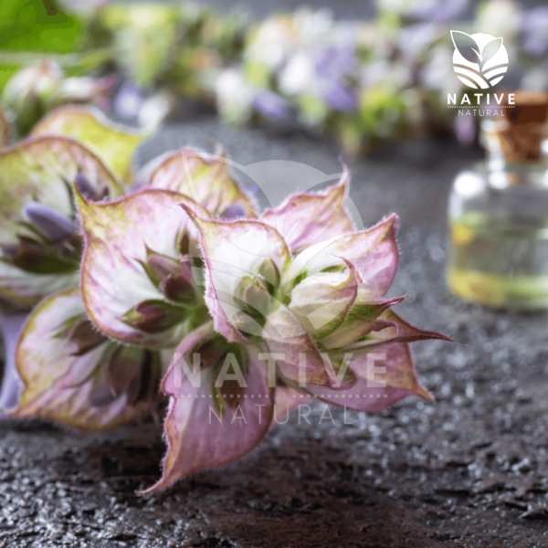 clary_sage_essential_oil_native_of_natural