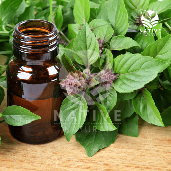 holy_basil_essential_oil_native_of_natural